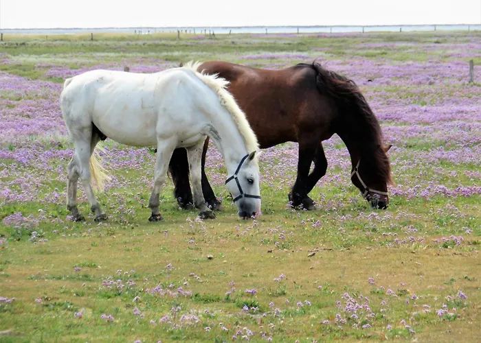 Haus Dünenkate Seestern12